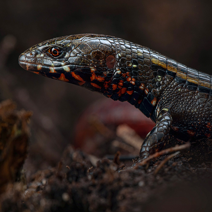 Image of a Higgins’ Lightbulb-Lizard (Riama higginsi)