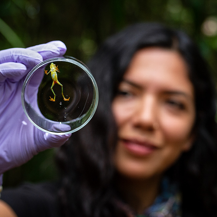 Image showing biologist Amanda Quezada holding a specimen of Atelopus mindoensis