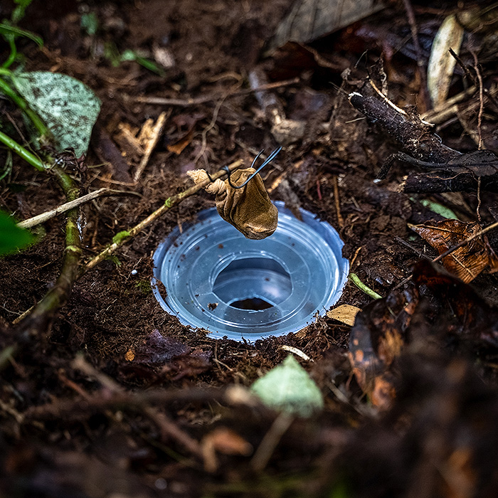 Image showing a baited trap for dung beetles