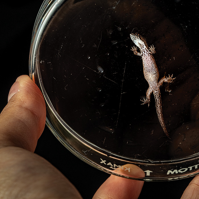 Image showing a dwarf gecko inside a petri dish