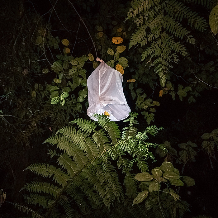 Image showing an aerial malaise trap in the forest canopy