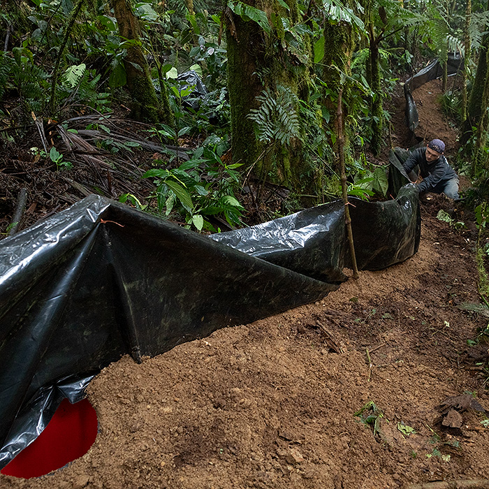 Image showing a biologist setting up a system of piftall traps and drift fences in the cloud forest