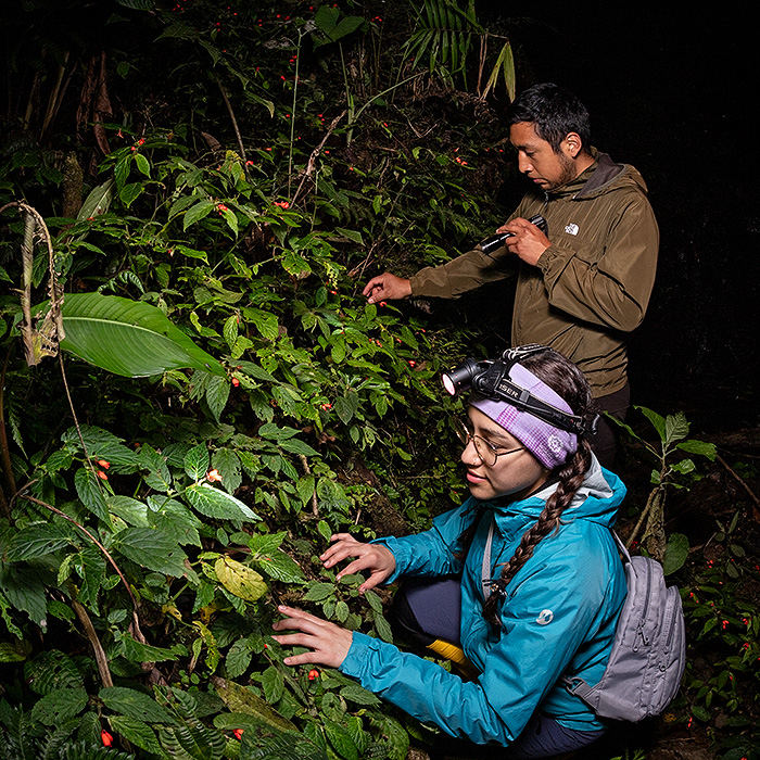 Image showing a group of biologists exploring the riverside vegetation at night