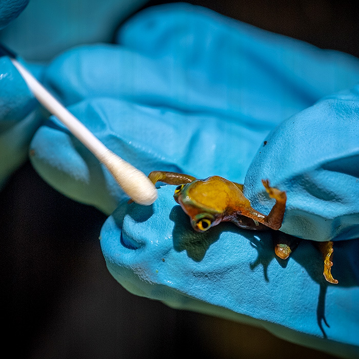 Image of an individual of the Mindo Harlequin Toad being swabbed for chytrid fungus