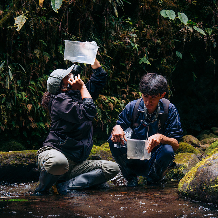 Image showing biologists Amanda Quezada and Regdy Vera using a clear plastic container to examine the bottom of a stream in search for tadpoles