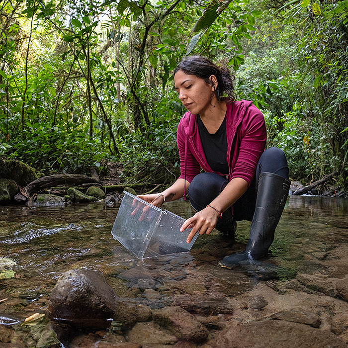 Image showing biologist Amanda Quezada using a clear plastic container to examine the bottom of a stream in search for tadpoles