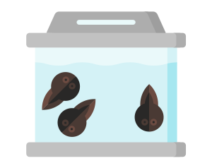 Tadpoles icon