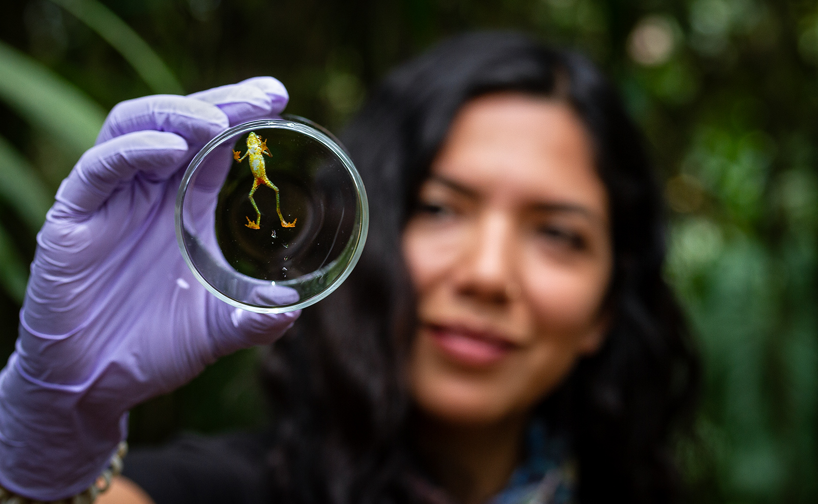 Image showing biologist Amanda Quezada holding a survivor of Atelopus mindoensis