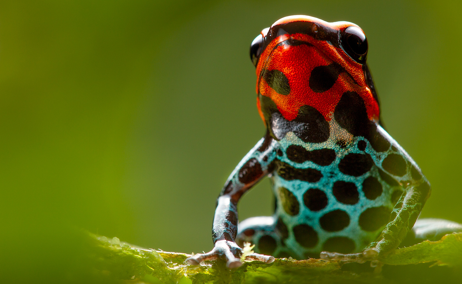 Close-up photo of an Amazonian Poison Frog