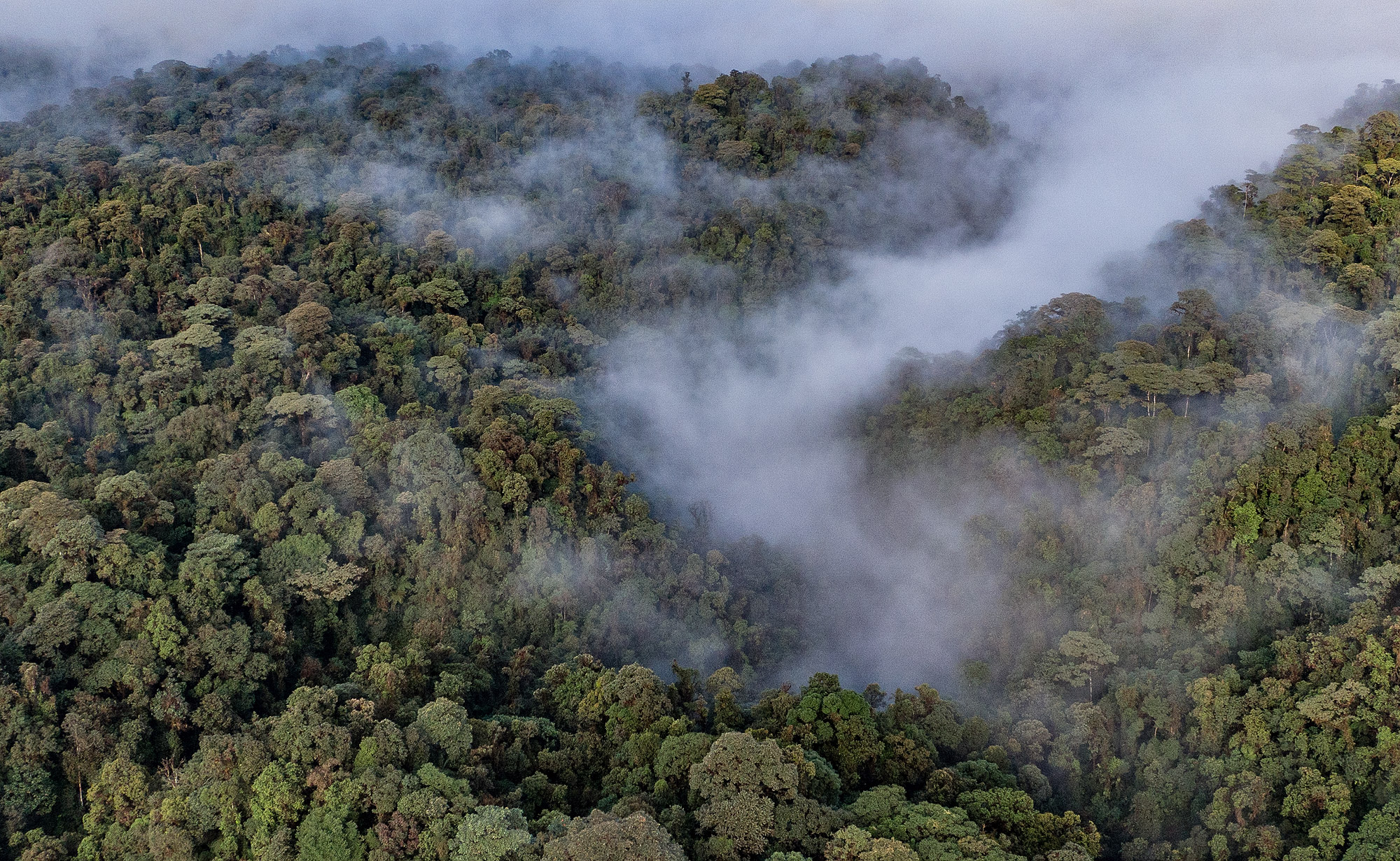 Drone image of the Arlequín Reserve cloud forest