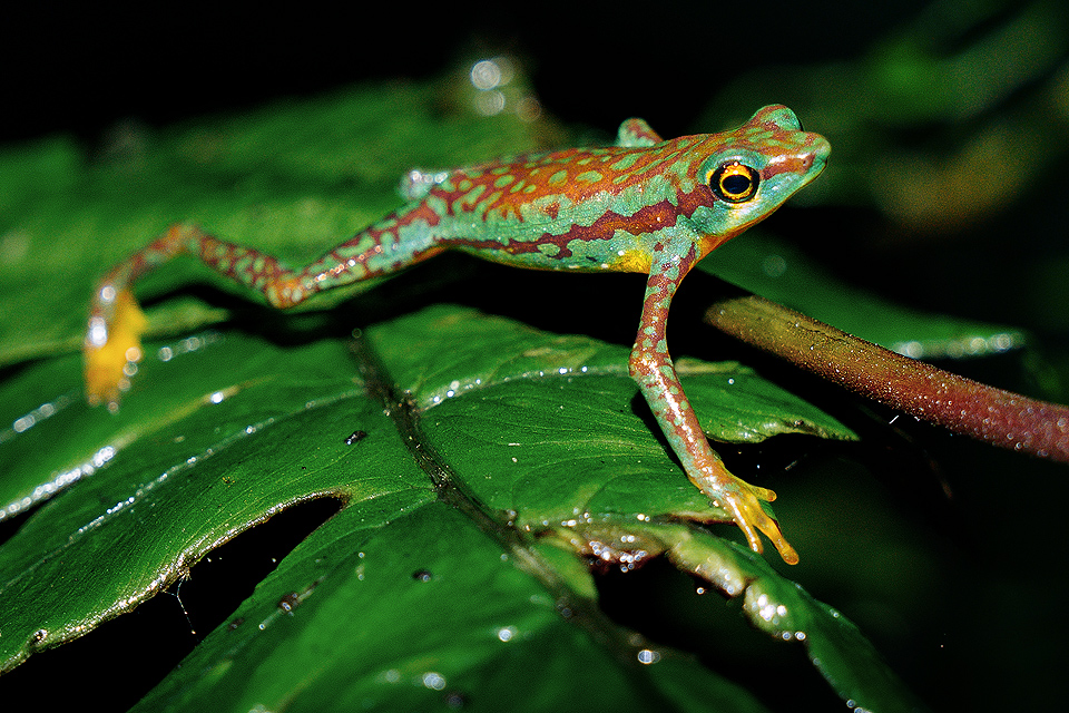 Photo of a Mindo Harlequin Toad
