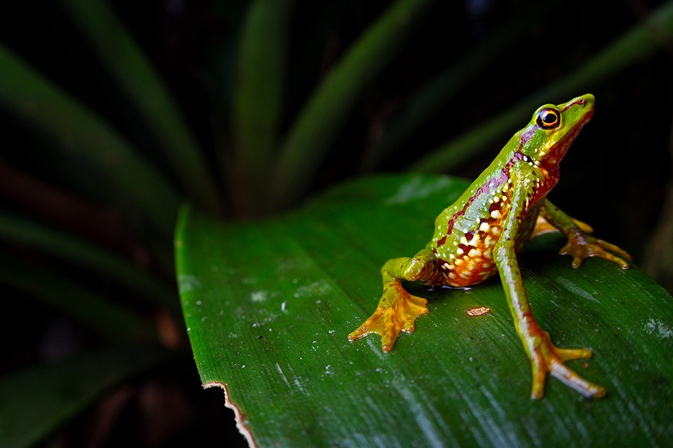 Photo of a Mindo Harlequin Toad