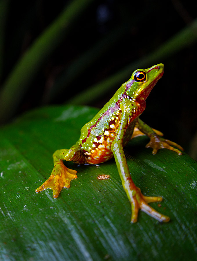 Close-up photo of the Mindo Harlequin Toad on a bromeliad