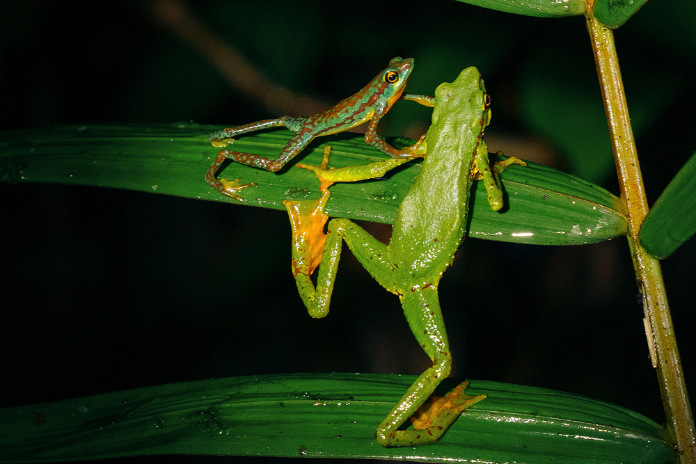 Image showing a couple of Mindo Harlequin Toads
