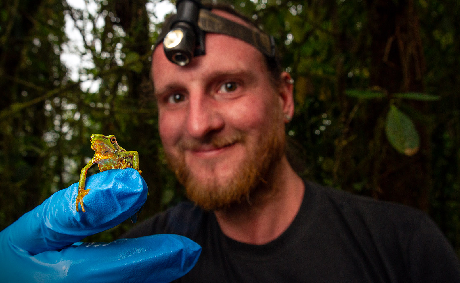 Image showing herpetologist Eric Osterman holding an individual of Atelopus mindoensis