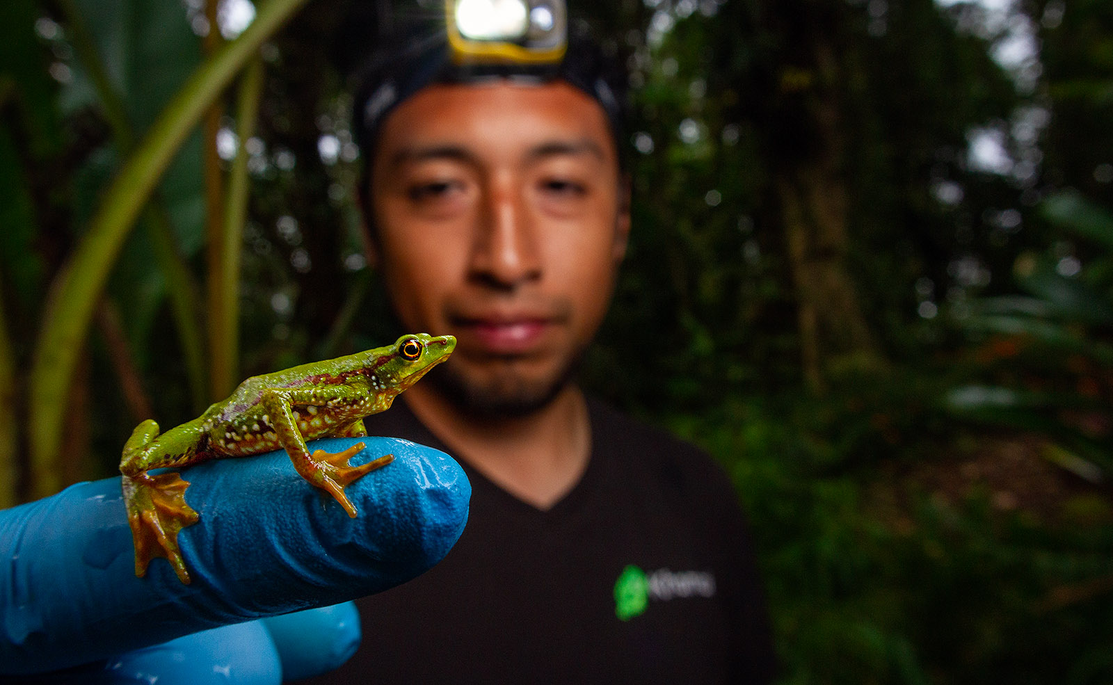 Image showing park ranger Gerardo Obando holding an individual of Atelopus mindoensis