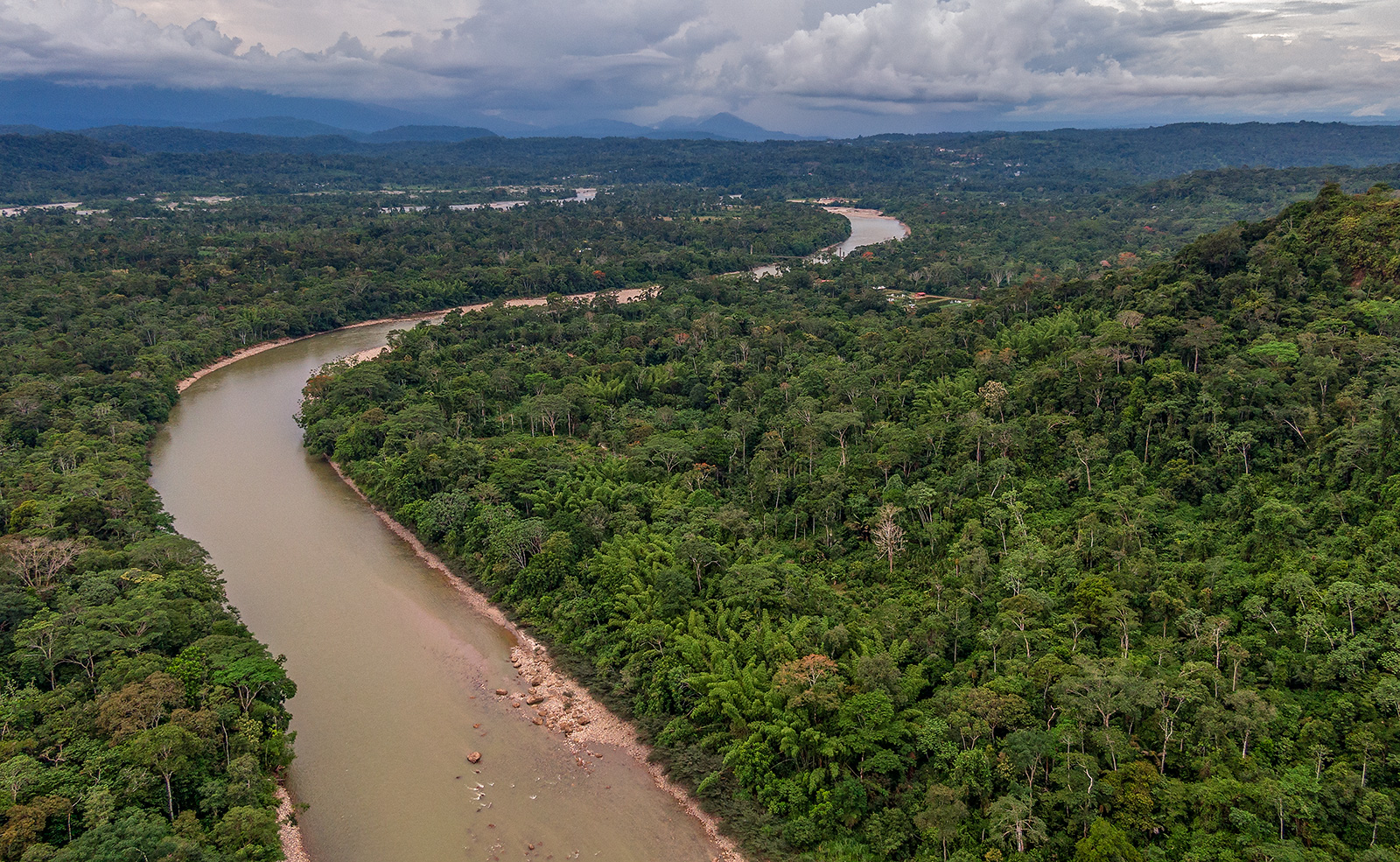 Habitat of the Amazonian Poison Frog