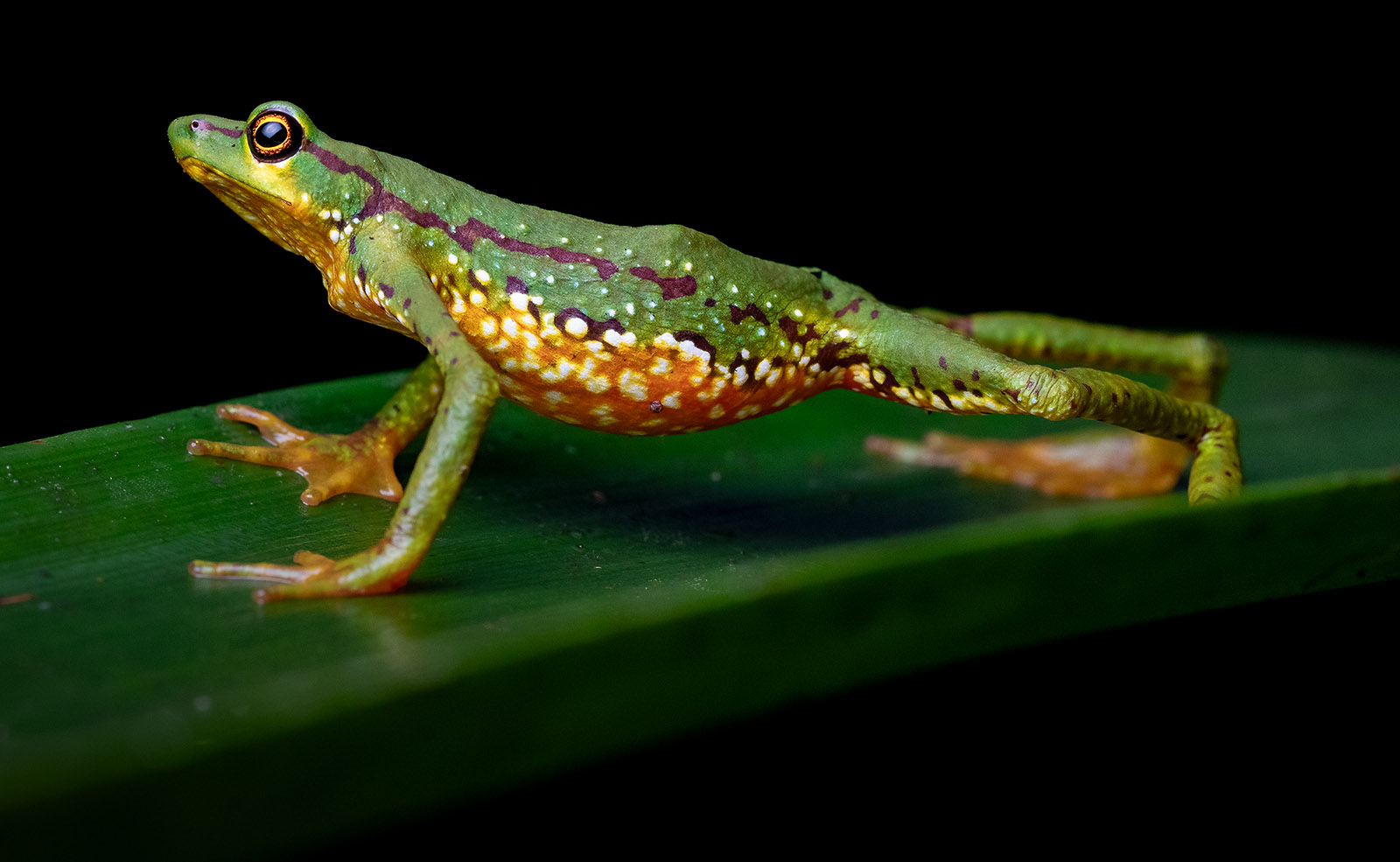Close-up of the first female of Atelopus mindoensis seen since 1989