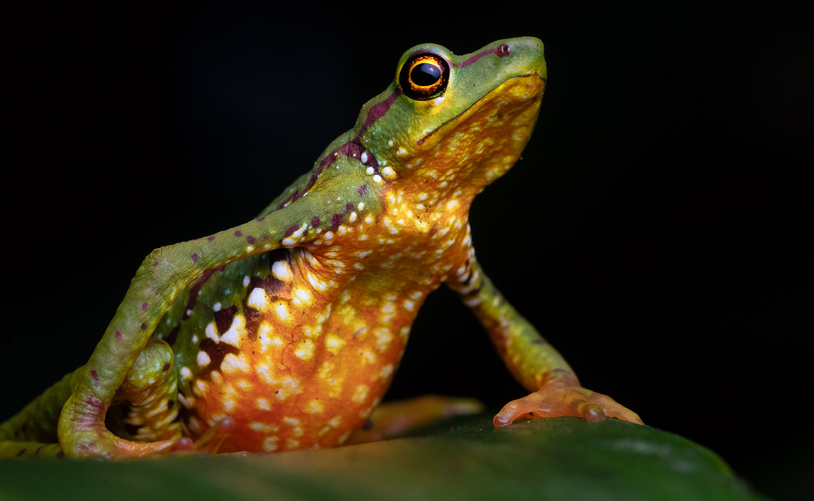 Close-up of the first female of Atelopus mindoensis seen since 1989