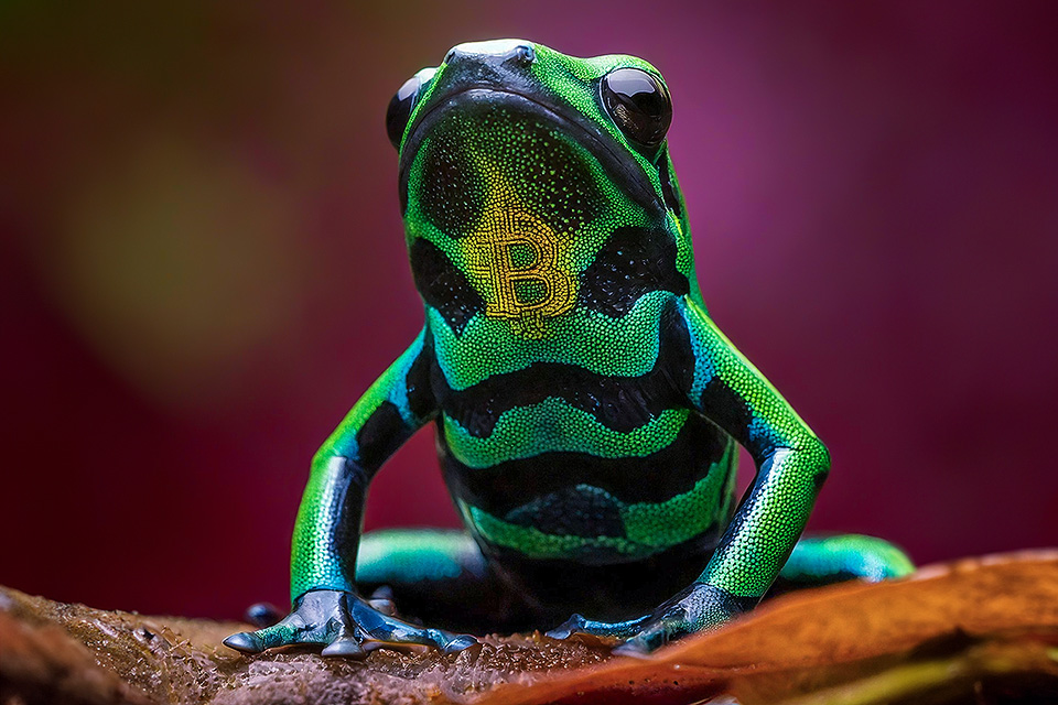 Collage showing the very first 16 Bitcoin poison frogs to be minted as NFTs