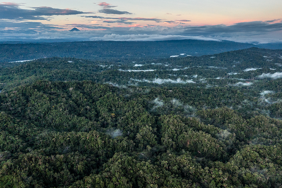 Photo of the rainforest at Pitalala Reserve