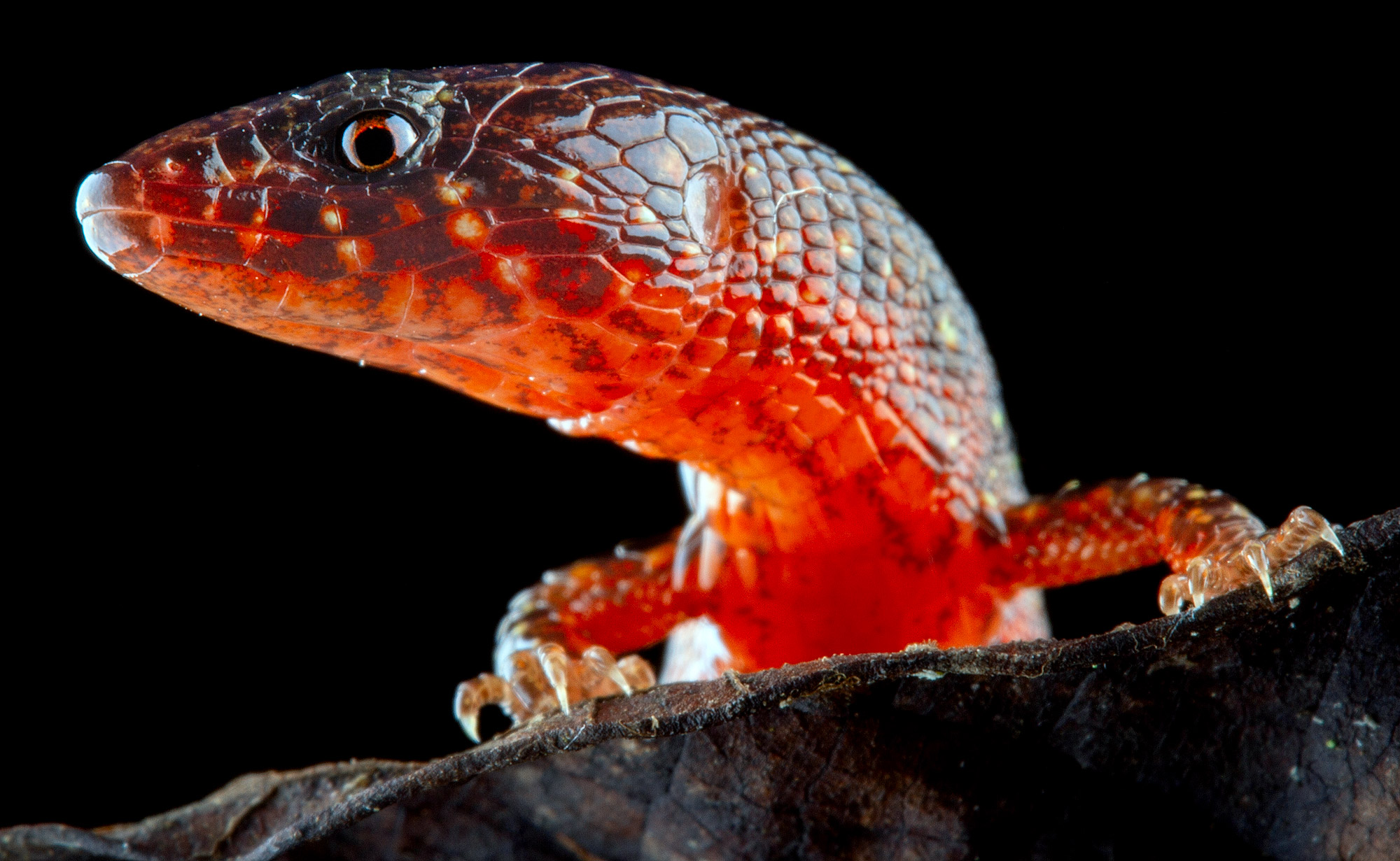 Close up photo of a new species of lighbulb lizard