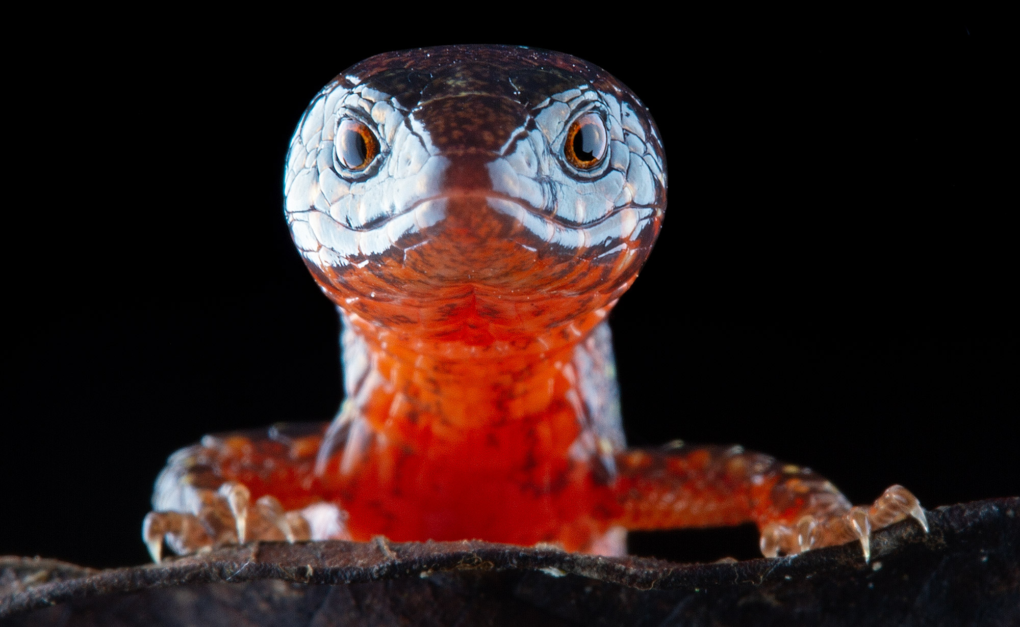 New species of lighbulb lizard looking directly into the camera