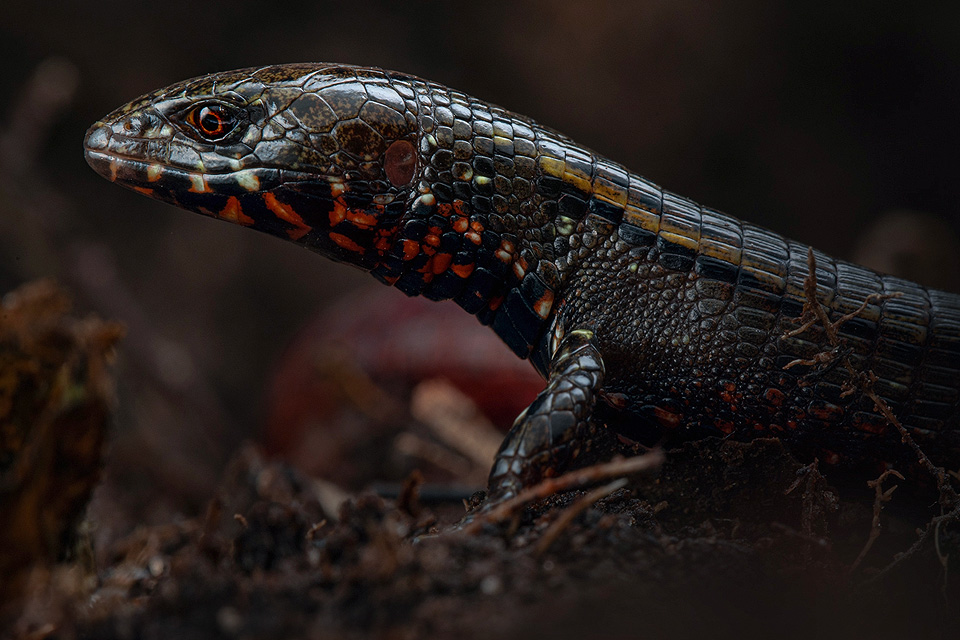 Close-up photo of a new species Lightbulb-Lizard