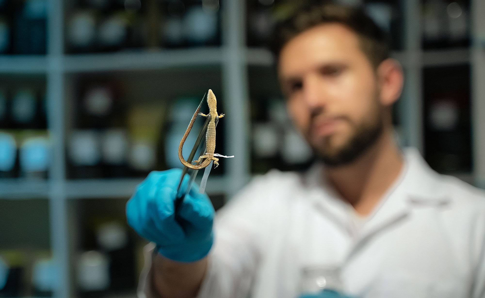 Scientist Alejandro Arteaga examining a specimen of lightbulb lizard