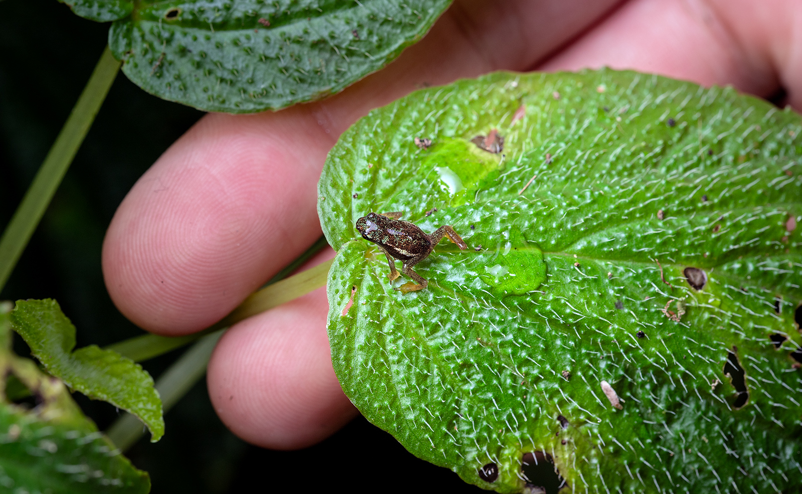 Close-up of the first neonate of Atelopus mindoensis seen in 30 years