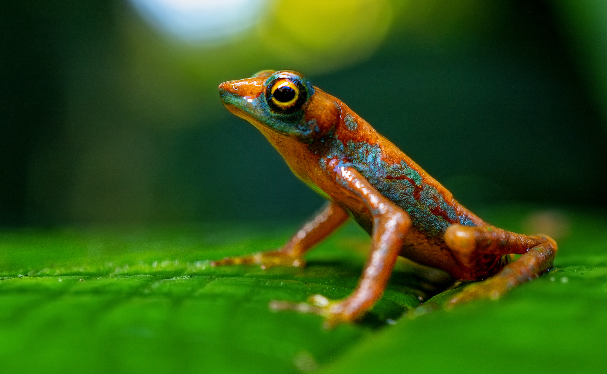 Close-up of the toad named Tyrone the Solitary