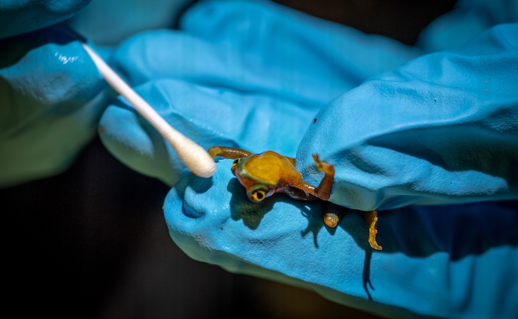 Image showing the process by which the toads are swabbed to detect the presence of chytrid fungus