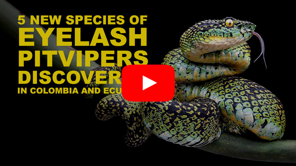 Video thumbnail of the eyelash viper project’s results