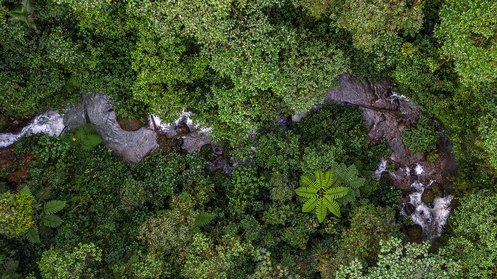 Image showing the habitat where the last relict population of Atelopus mindoensis exists