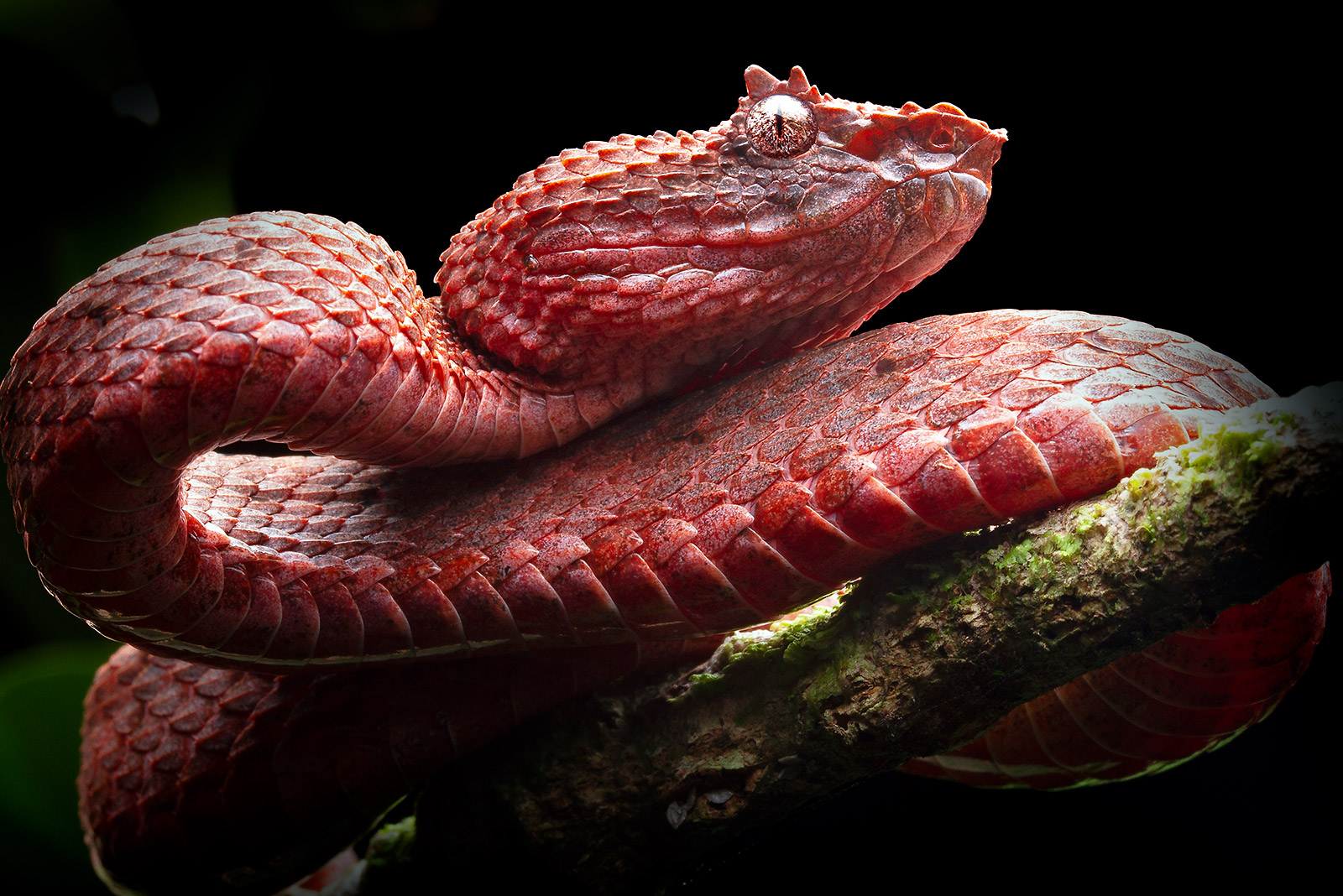 Red-wine morph of the Central American Eyelash-Pitviper