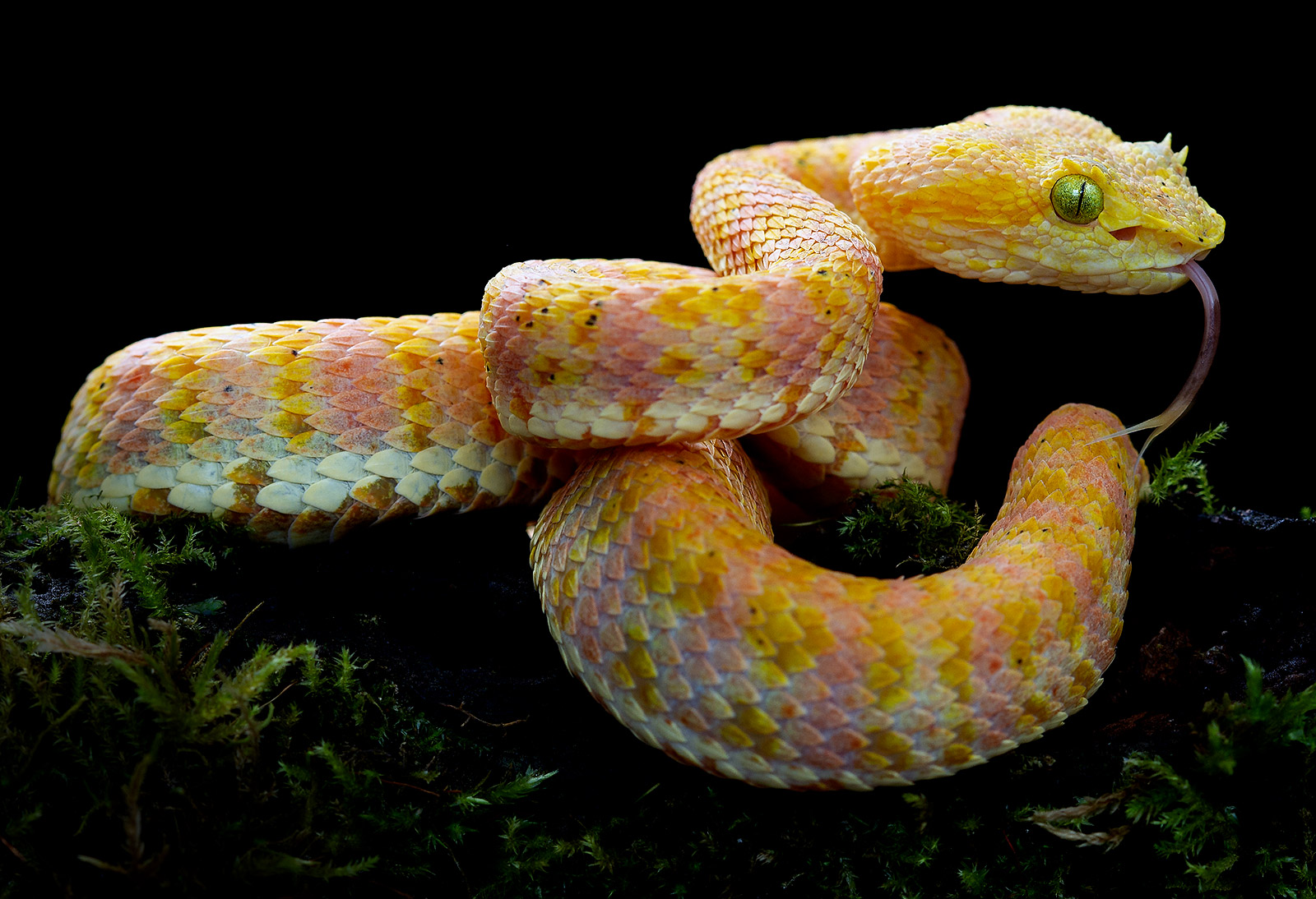 Yellow-pink morph of the newly discovered Bothriechis rahimi