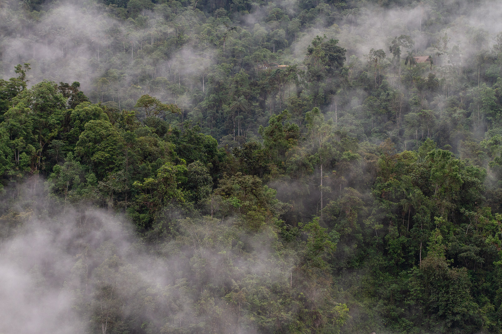 Photo of the cloud forest in Ecuador