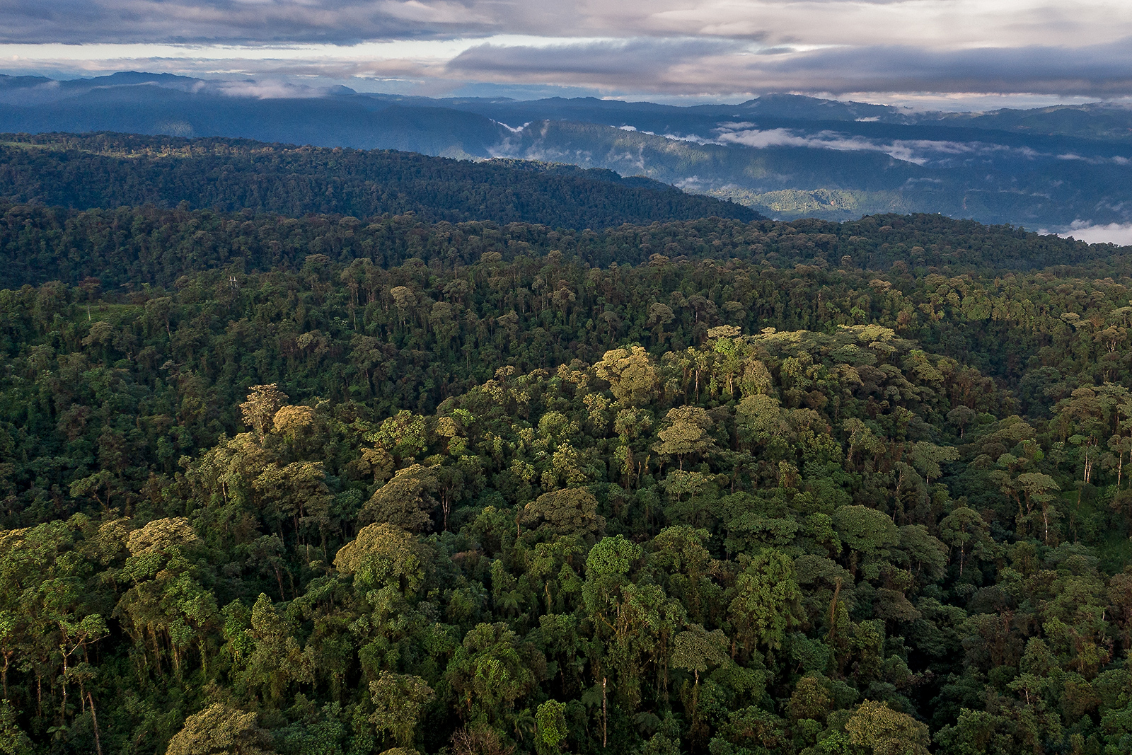 Photo of the cloud forest in Ecuador