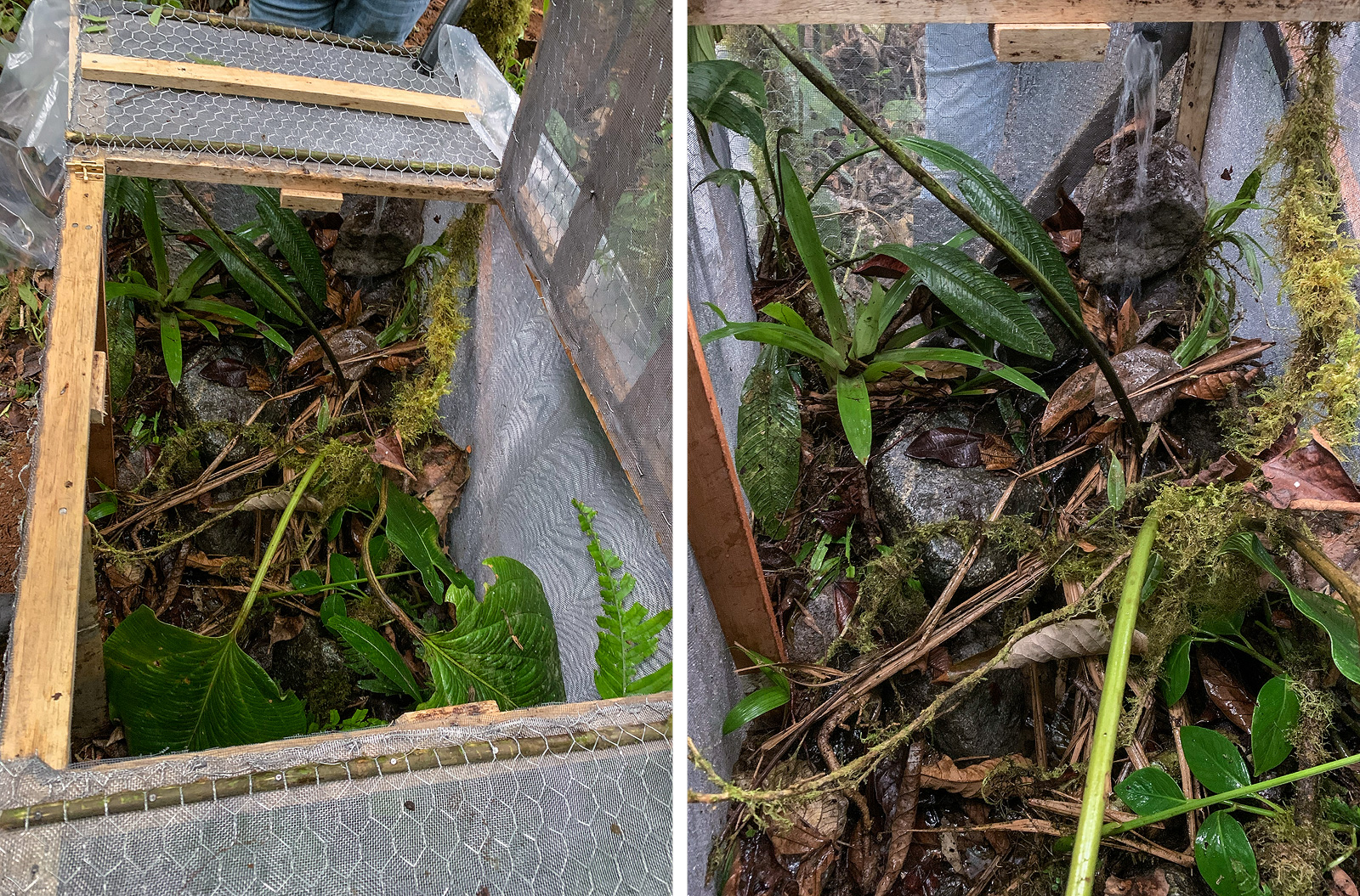 Image showing the makeshift semi-permeable quadrant used to monitor the Mindo Harlequin Toad