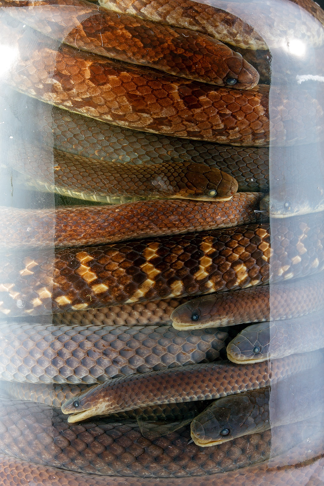 Alcohol-preserved snakes