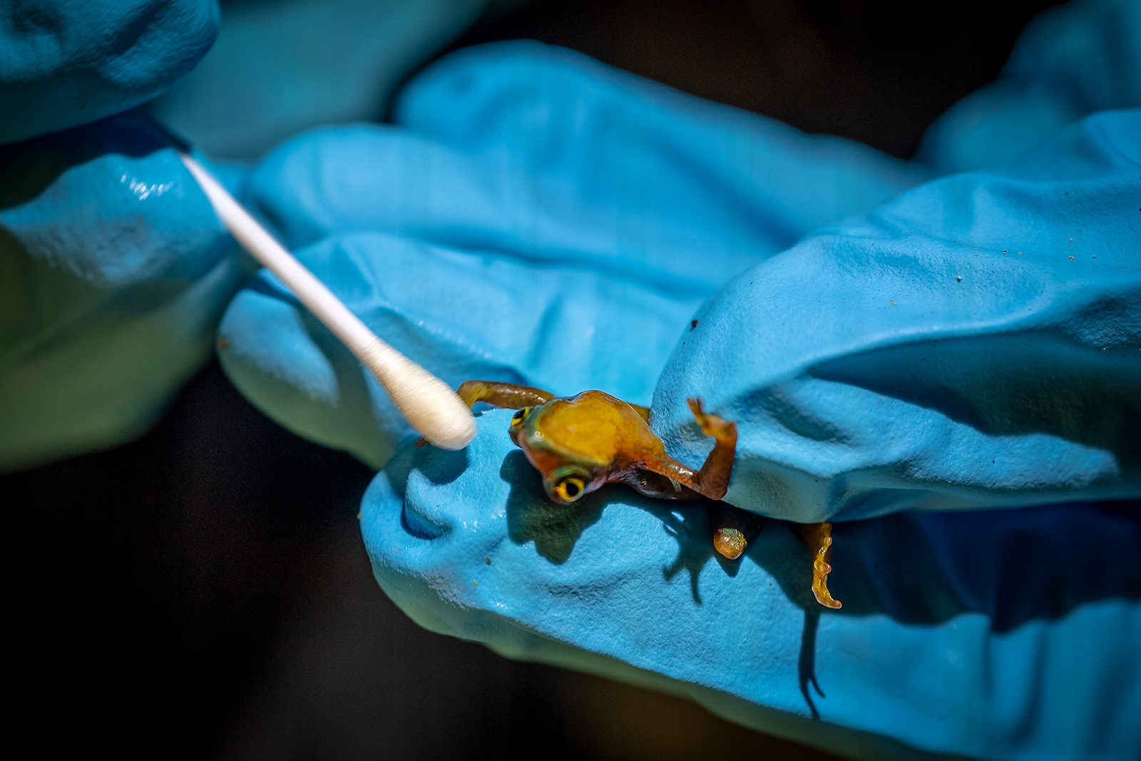 Image showing the process by which the toads are swabbed to detect the presence of chytrid fungus