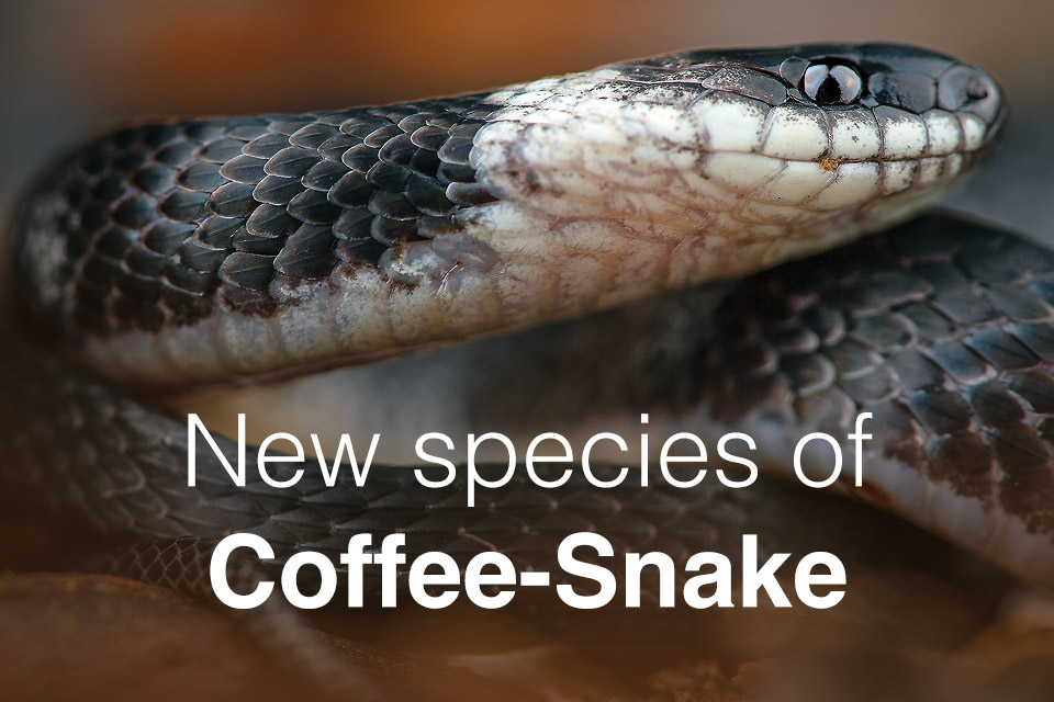 Image of a new species of coffee snake