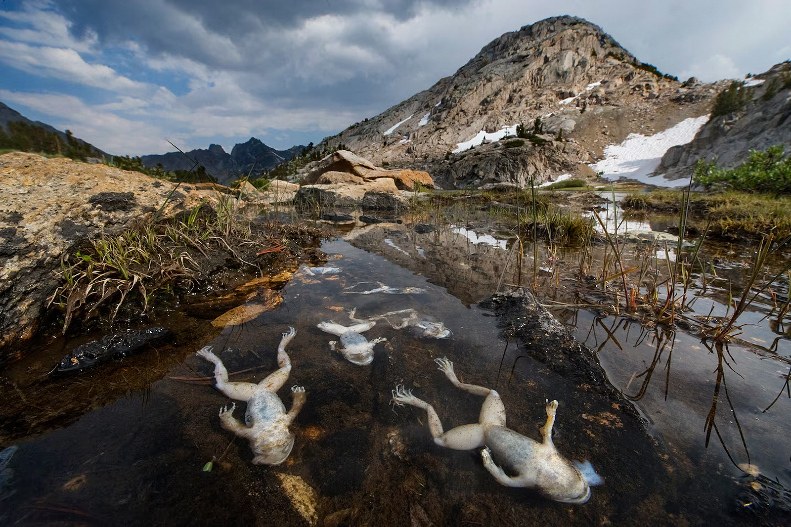 Image showing a group of dead frogs in a pond