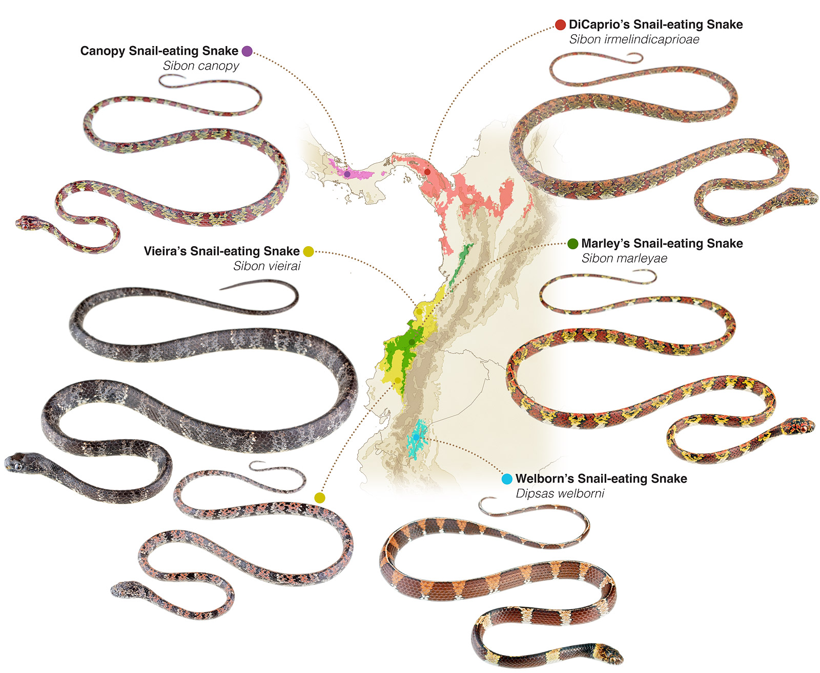 Figure showing the distribution of the new species of snakes