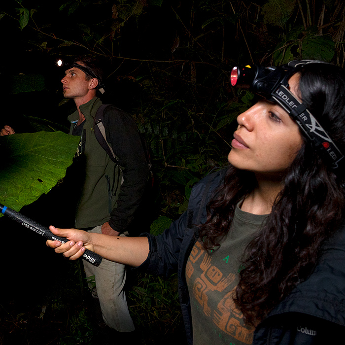 Image showing two biologists using headlamps to survey the vegetation at night