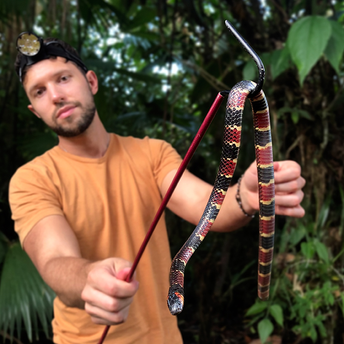 Image showing biologist Alejandro Arteaga holding a coral snake using a small snake hook