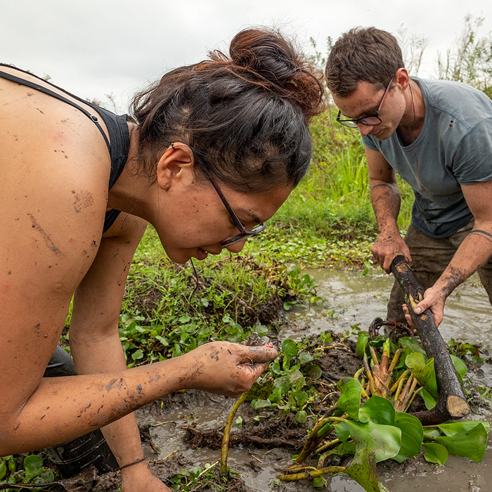 Image showing two biologists searching for snakes in a swamp