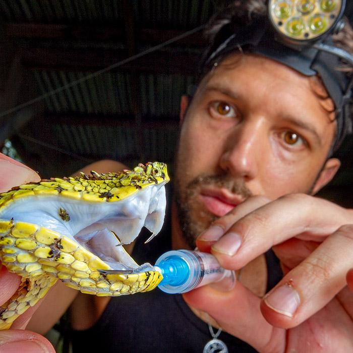Image showing Alejandro Arteaga holding an eyelash viper in Darién, Panama