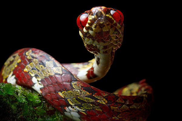 Image of a new snail-eating snake from Panama