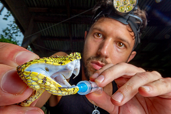 Image showing a researcher examining a viper